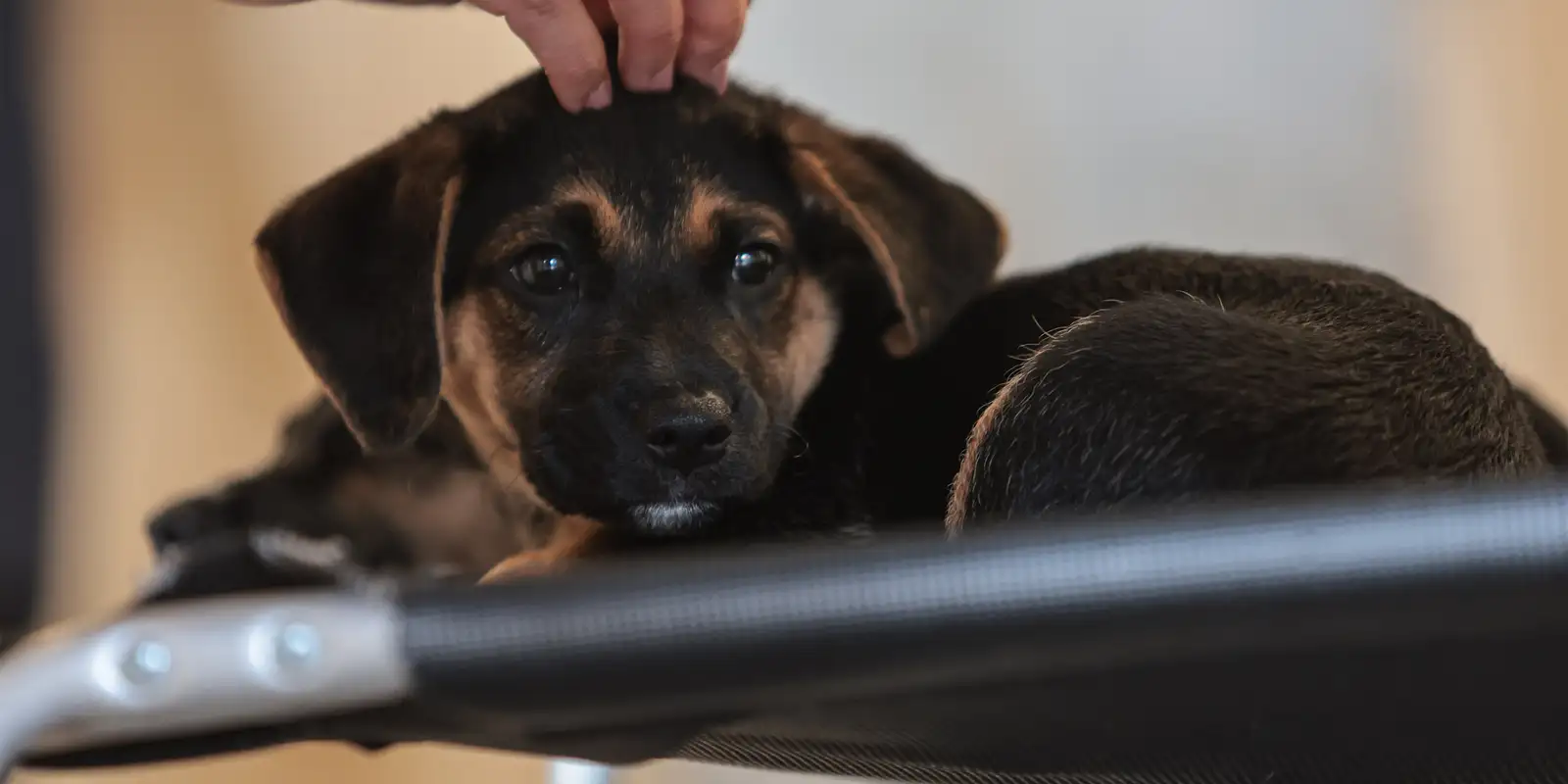 lei-define-guarda-compartilhada-de-pets;-veja-detalhes